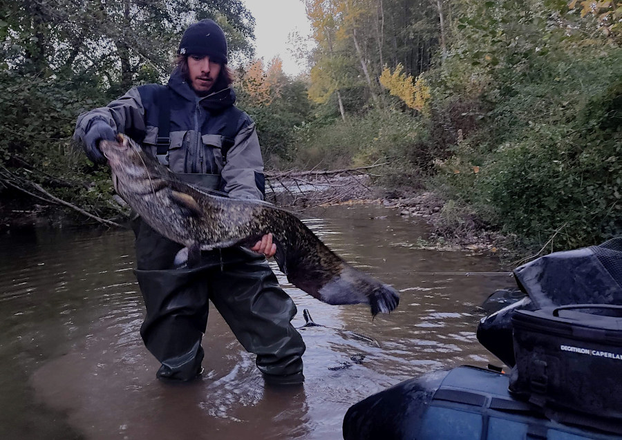 pêche silure en rivière