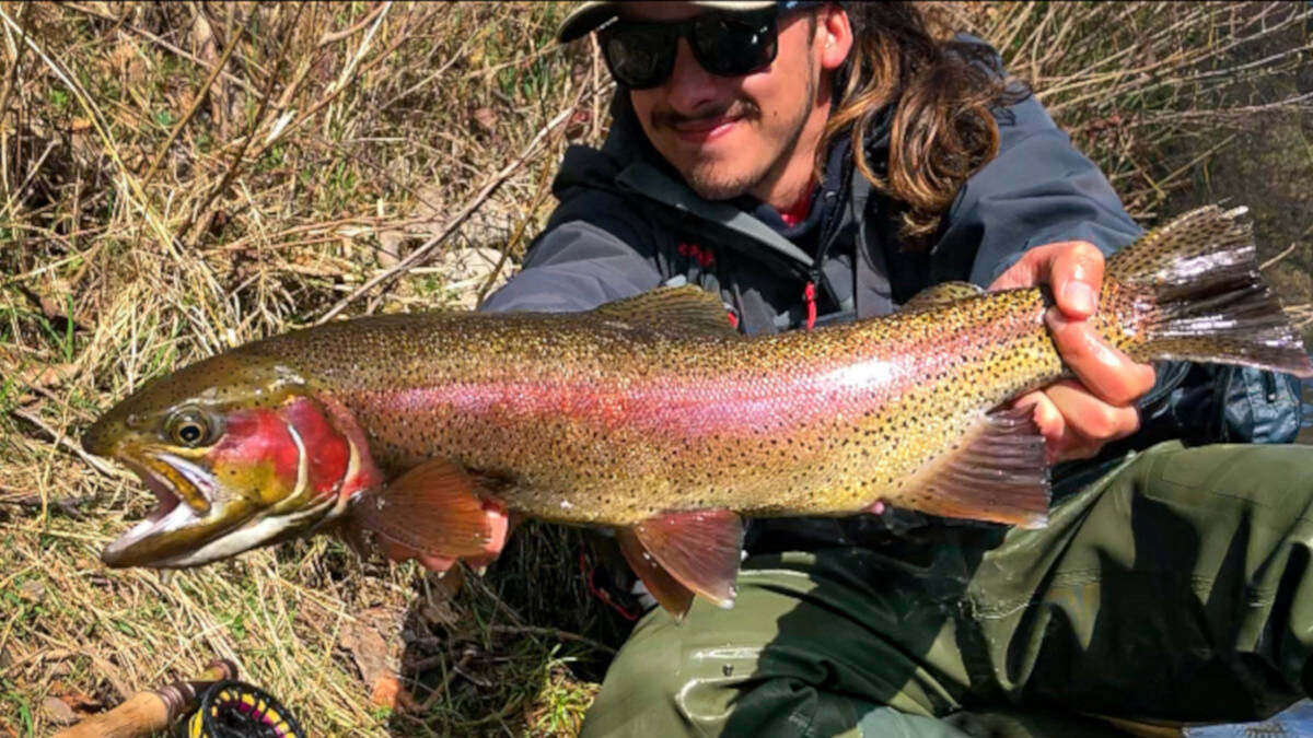 truite arc-en-ciel sauvage