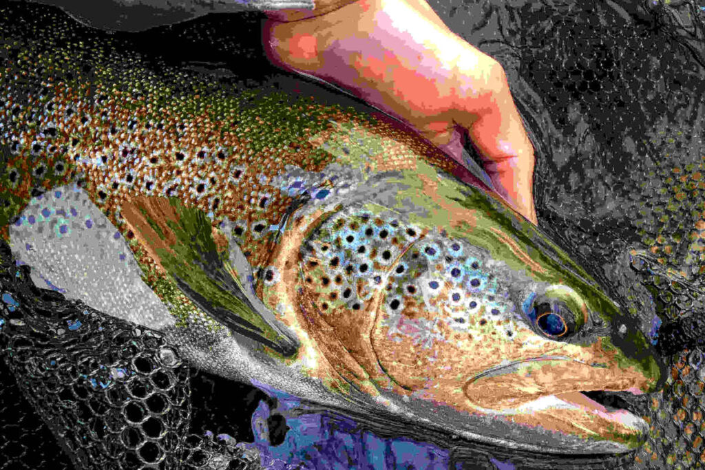 séjour pêche truite