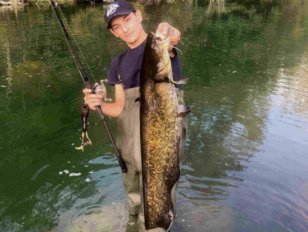 pêche silure rivière