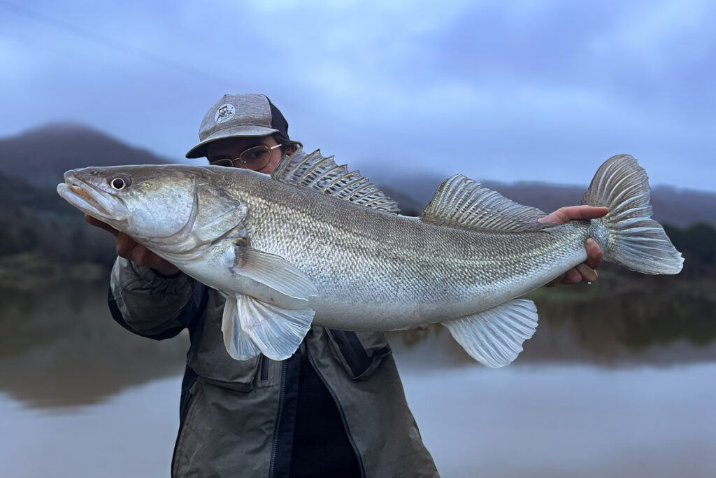 photo de pêche sandre