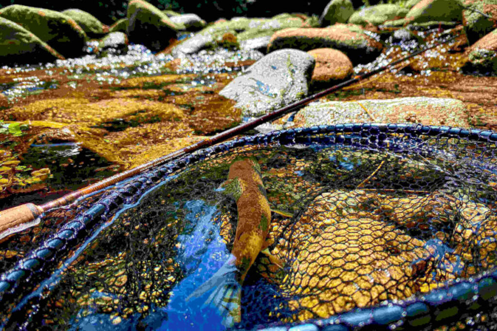 stage pêche mouche Pyrénées Orientales