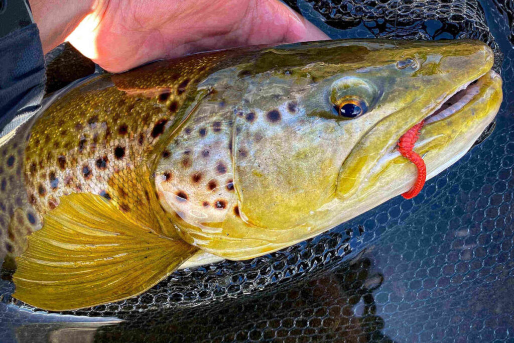 truite au leurre souple