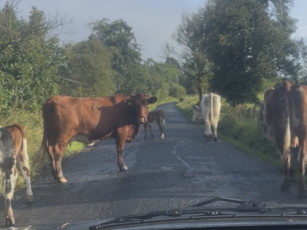 vache sur la route